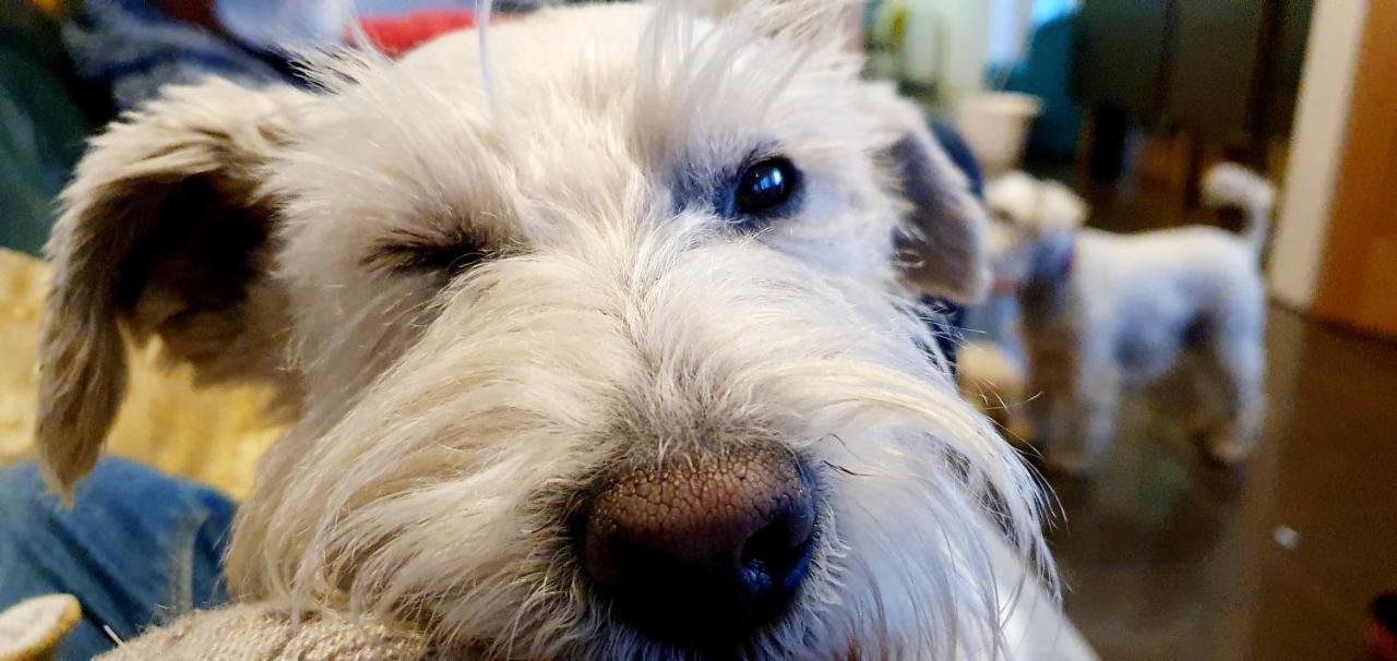 The Sleeping Dog Room At The Grumpy Schnauzer Bnb Huge Room, Luxe Suite, Private Hot Tub, Breakfast, Gym, Games Room, Farm Stay, Amazing 艾尔德里 外观 照片